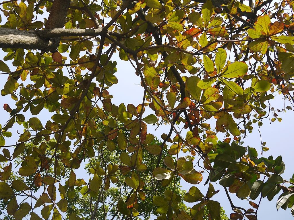 P1500420.jpg