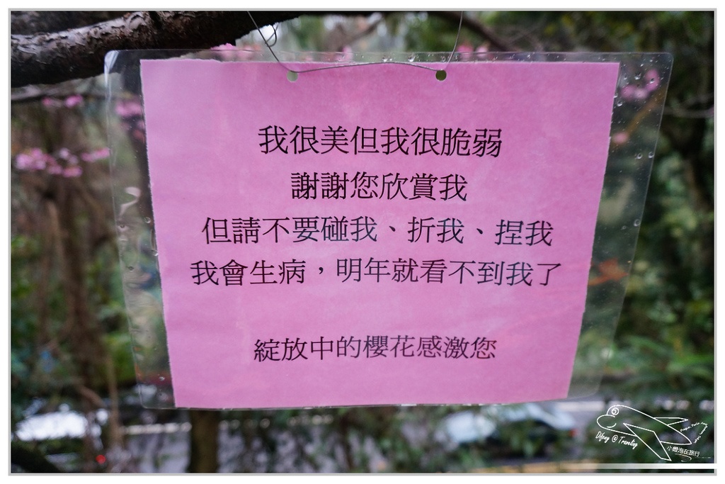 P19.jpg