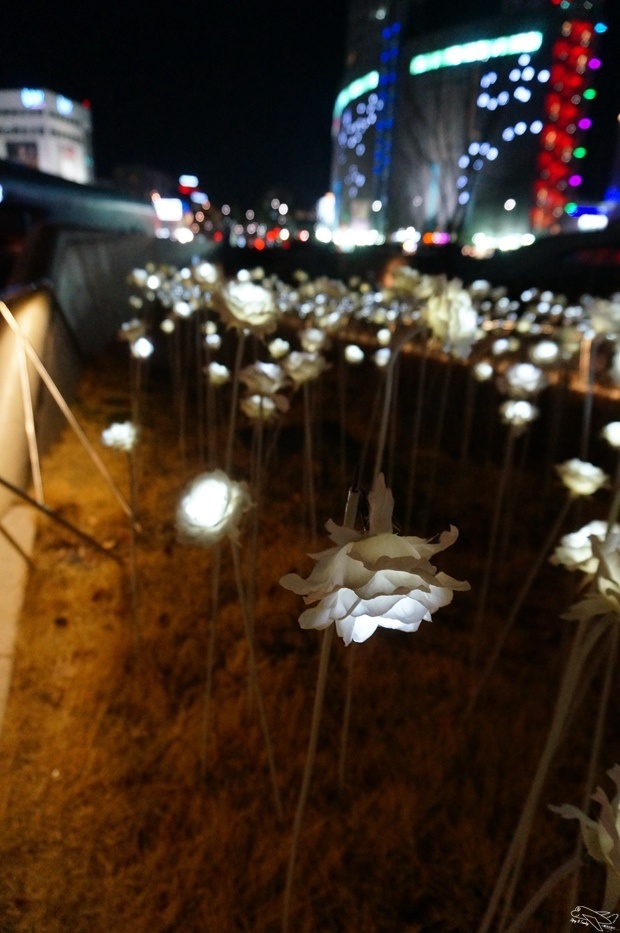 DSC01171.jpg