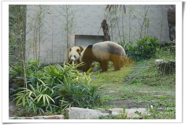 [coco1歲]木柵動物園看貓熊