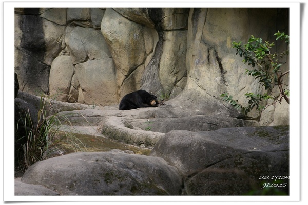[coco1歲]木柵動物園看貓熊