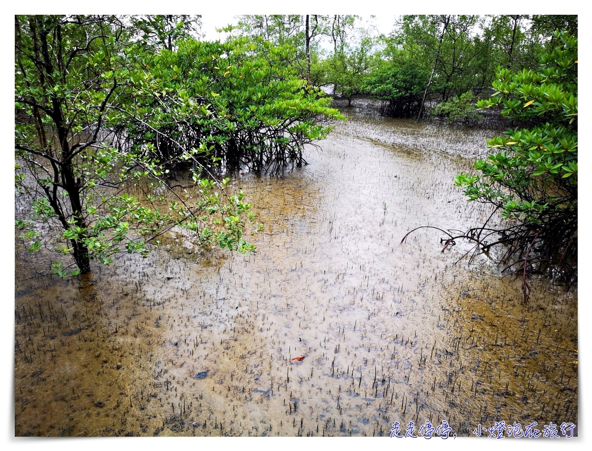 離台灣最近的雨林｜東馬古晉峇哥國家公園，走一趟雨林、看一片原始、靜一下心～