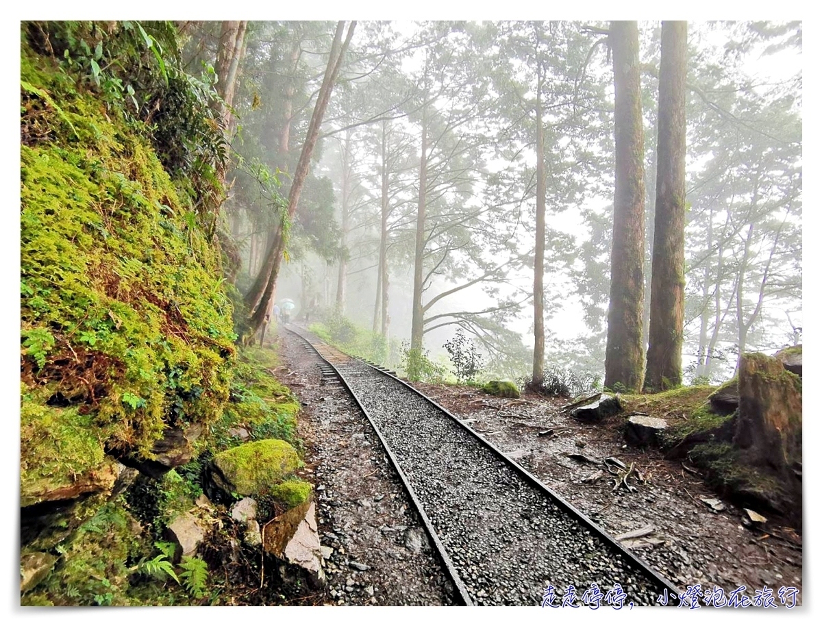 世界最美28條小路之一｜宜蘭太平山。見晴懷古步道，see the clear，讓心放空、讓身子舒坦的絕美火紅步道～