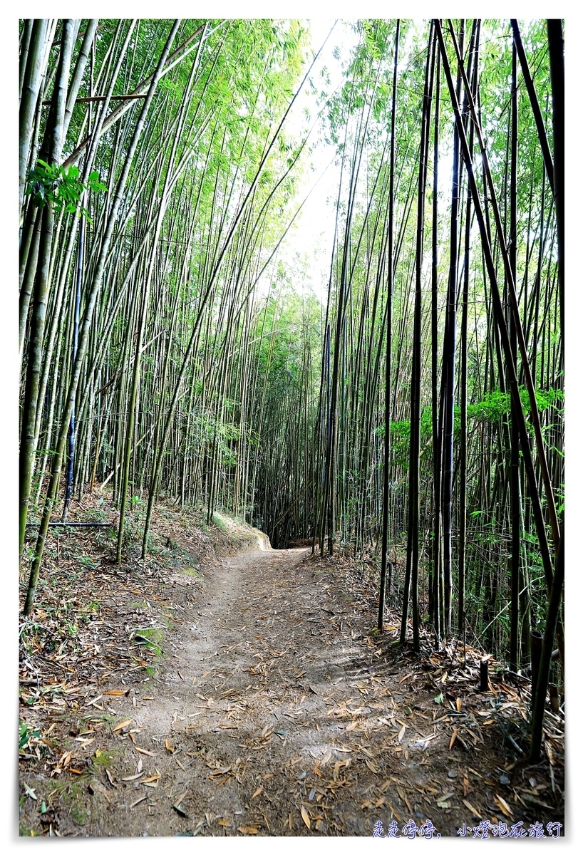 司馬庫斯行程攻略，賞櫻、住宿選擇、交通、景點、注意事項、美食、巨木群步道