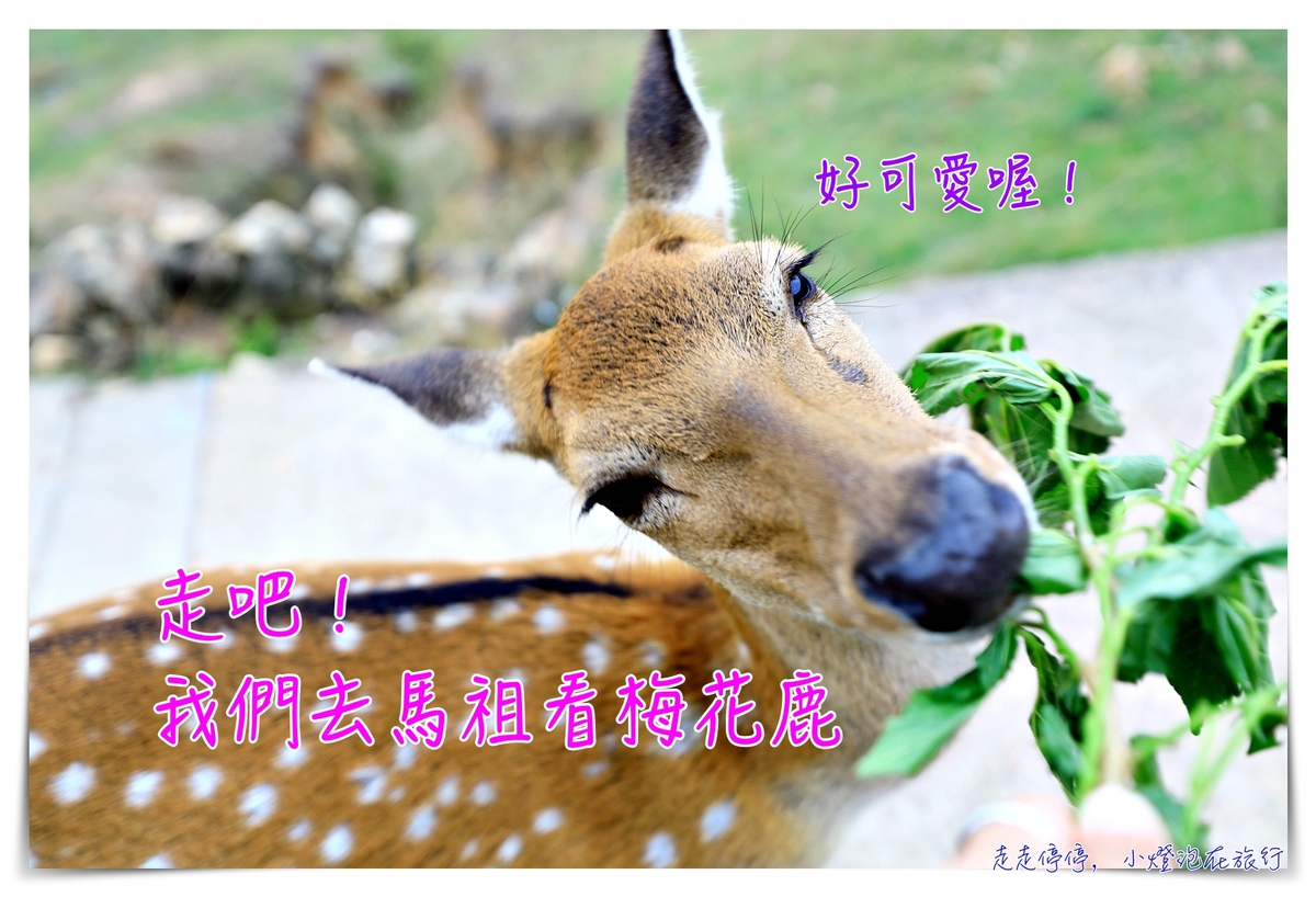 馬祖北竿大坵島梅花鹿｜交通、鹿況、以及行程安排、美食及相關注意事項 @走走停停，小燈泡在旅行