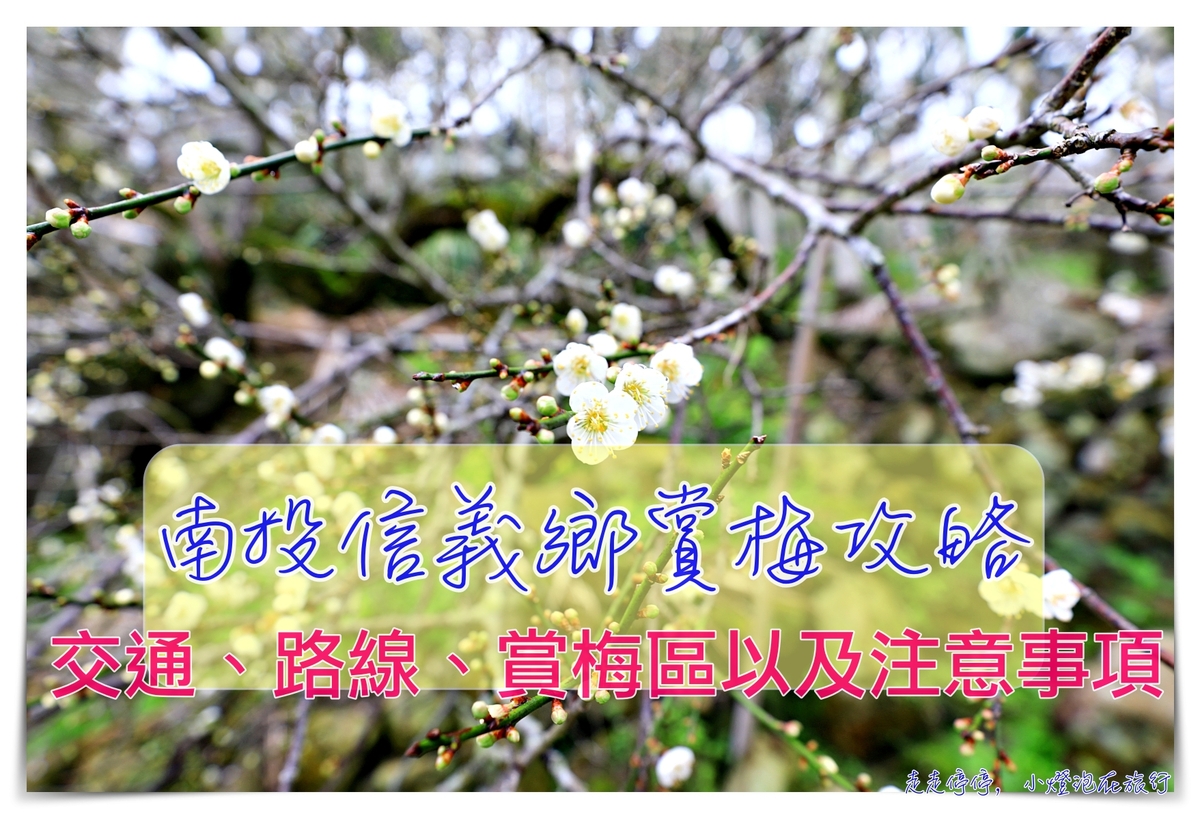 信義鄉梅花賞梅