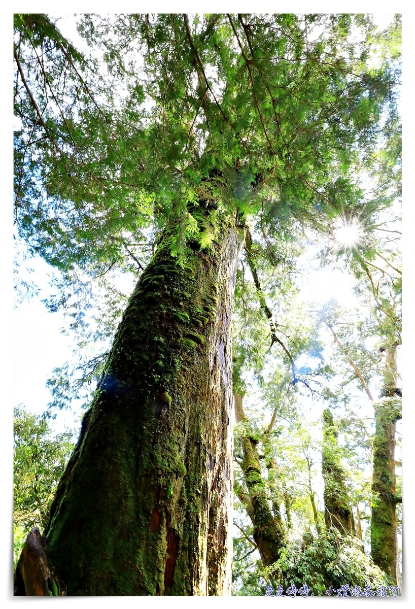 亞洲最大神木園區｜棲蘭森林遊樂區神木園區，看見台灣不一樣的價值瑰麗寶藏，中國古人命名的巨大神木，準世遺名單