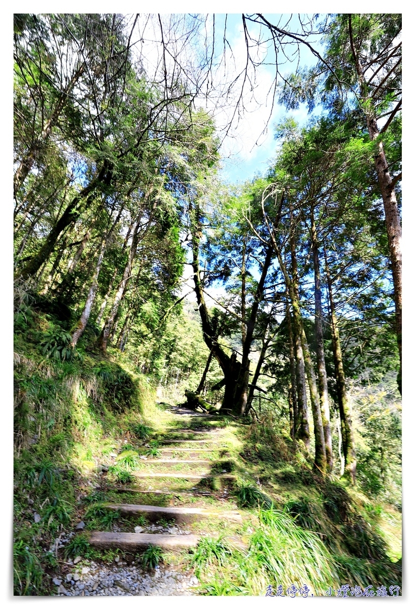 亞洲最大神木園區｜棲蘭森林遊樂區神木園區，看見台灣不一樣的價值瑰麗寶藏，中國古人命名的巨大神木，準世遺名單