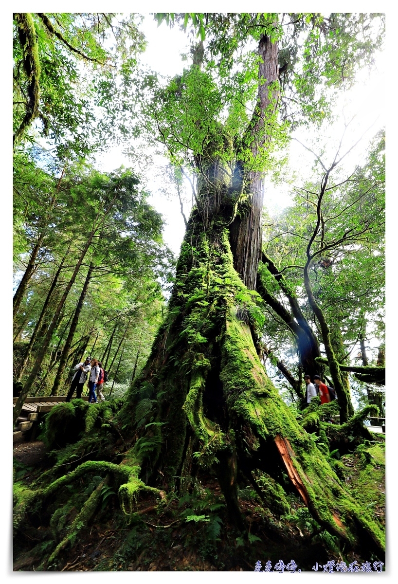 亞洲最大神木園區｜棲蘭森林遊樂區神木園區，看見台灣不一樣的價值瑰麗寶藏，中國古人命名的巨大神木，準世遺名單