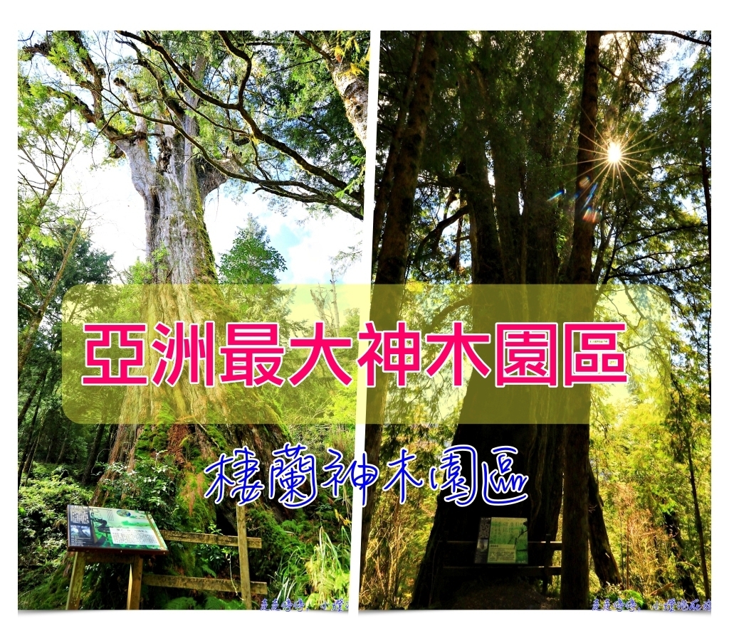 亞洲最大神木園區｜棲蘭森林遊樂區神木園區，看見台灣不一樣的價值瑰麗寶藏，中國古人命名的巨大神木，準世遺名單 @走走停停，小燈泡在旅行