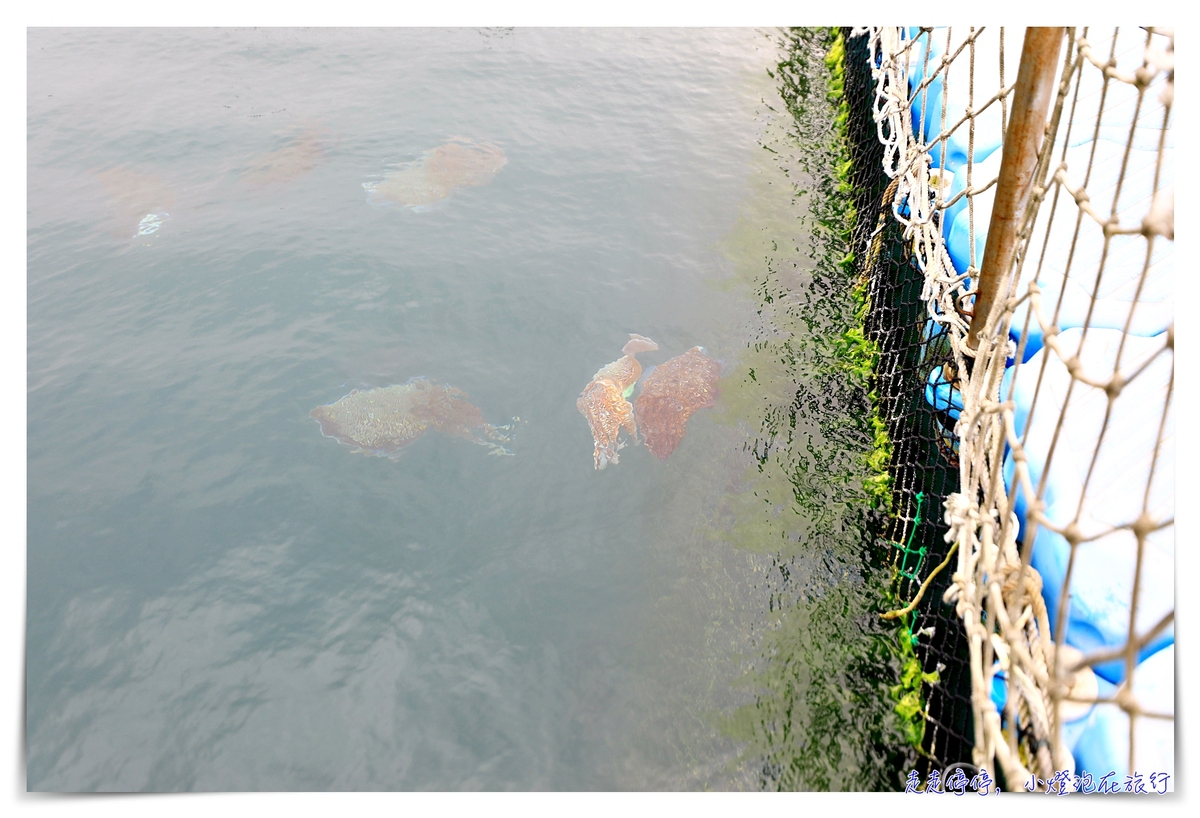 星光海洋牧場烤牡蠣吃到飽｜澎湖經典親子行程，不怕暈船超經典海上行程，輕鬆好入手就可以烤牡蠣吃到飽，你能吃幾顆？