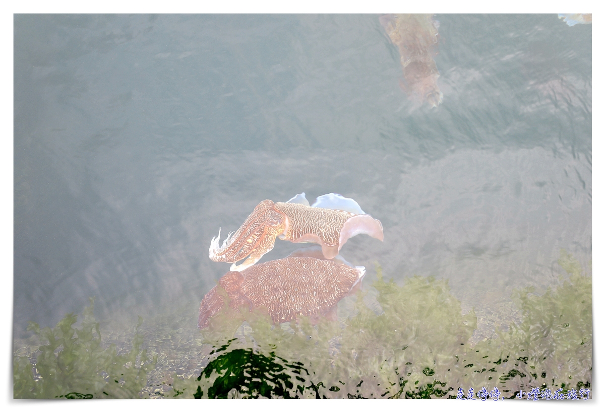 星光海洋牧場烤牡蠣吃到飽｜澎湖經典親子行程，不怕暈船超經典海上行程，輕鬆好入手就可以烤牡蠣吃到飽，你能吃幾顆？
