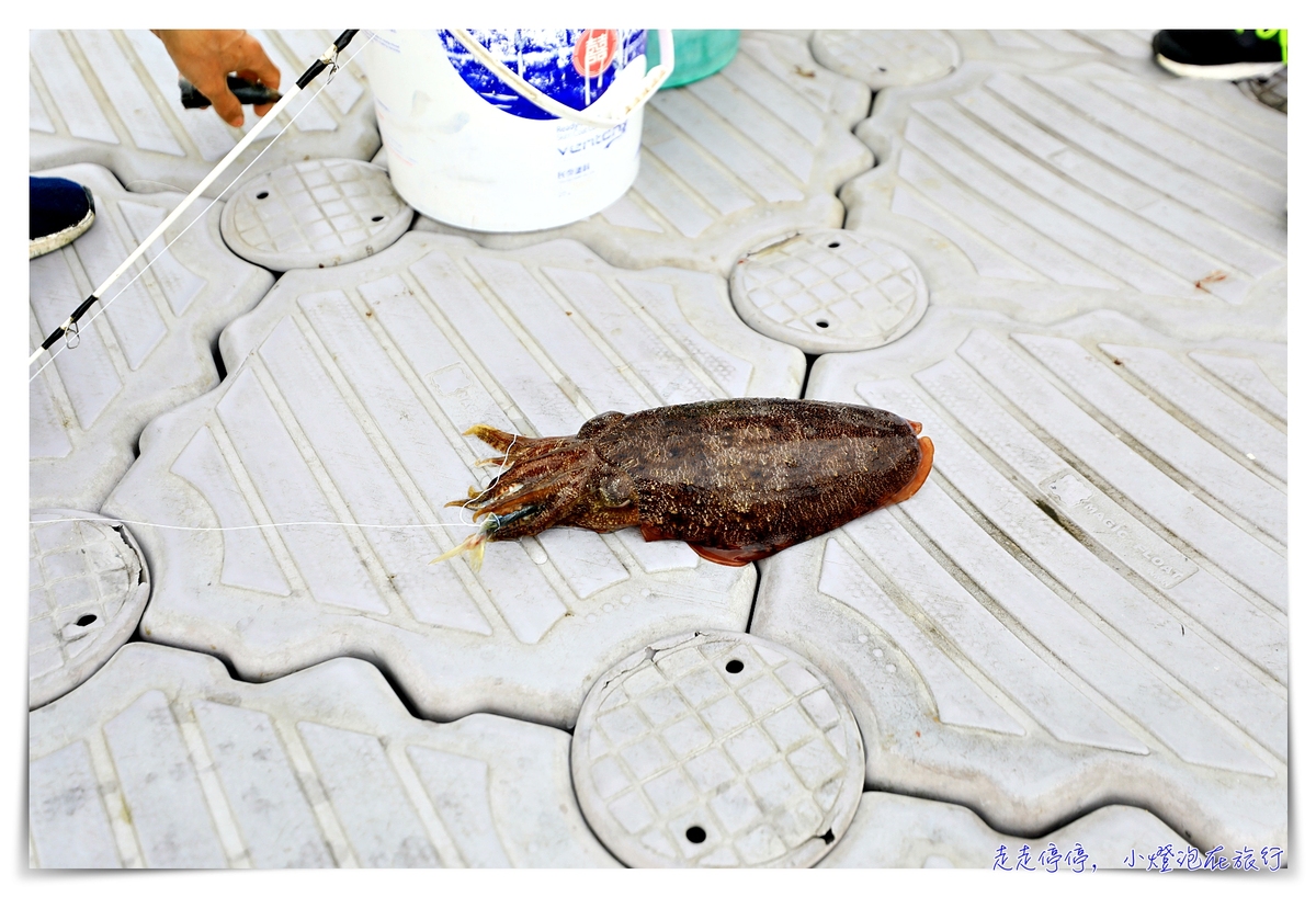星光海洋牧場烤牡蠣吃到飽｜澎湖經典親子行程，不怕暈船超經典海上行程，輕鬆好入手就可以烤牡蠣吃到飽，你能吃幾顆？