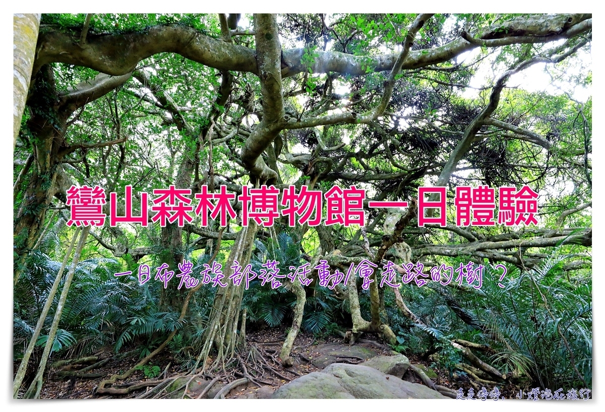 鸞山森林文化博物館，深入布農族鸞山部落｜探訪阿凡達的原鄉、會走路的樹、預約方式、交通、費用、行前須知、一場讓人感動的守護使命 @走走停停，小燈泡在旅行