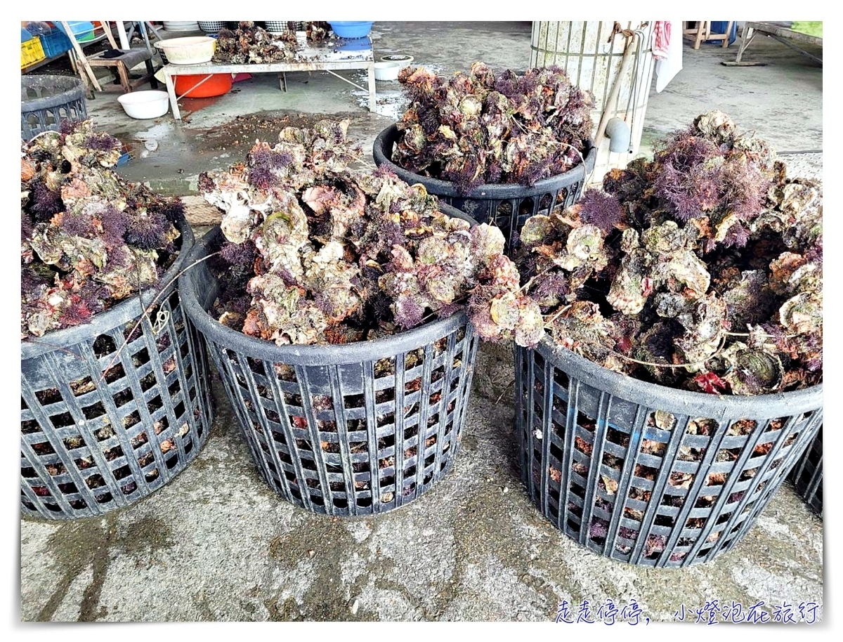 星光海洋牧場烤牡蠣吃到飽｜澎湖經典親子行程，不怕暈船超經典海上行程，輕鬆好入手就可以烤牡蠣吃到飽，你能吃幾顆？