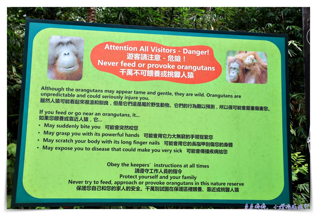 馬來西亞。古晉｜實蒙谷野生動物保育中心Semenggoh Wildlife Centre ｜紅毛猩猩的復育天堂