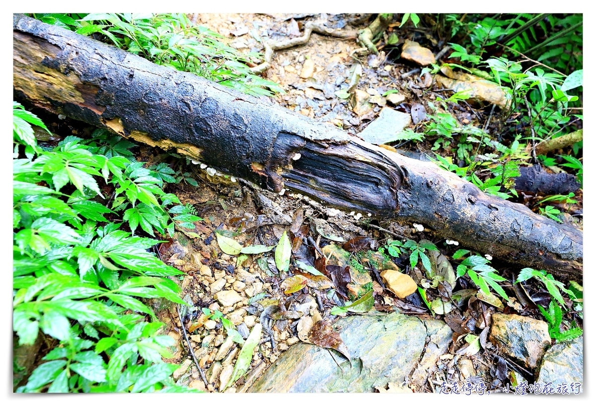 淡蘭古道｜消失的百年古道，四堵古道，值得作為歷史人文山林教育的第一條古道