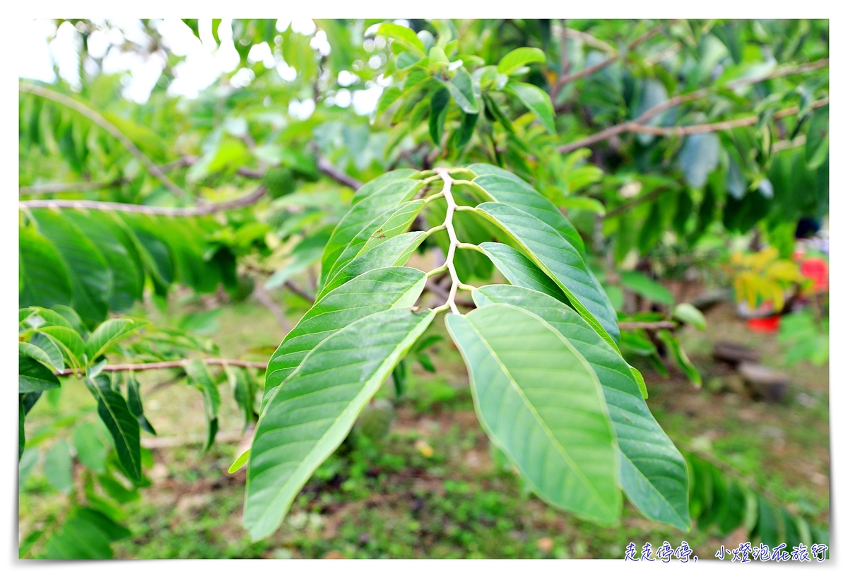 台東太麻里知名景點遊程、釋迦購買與DIY農夫半日體驗｜景點、伴手禮，一次就滿足