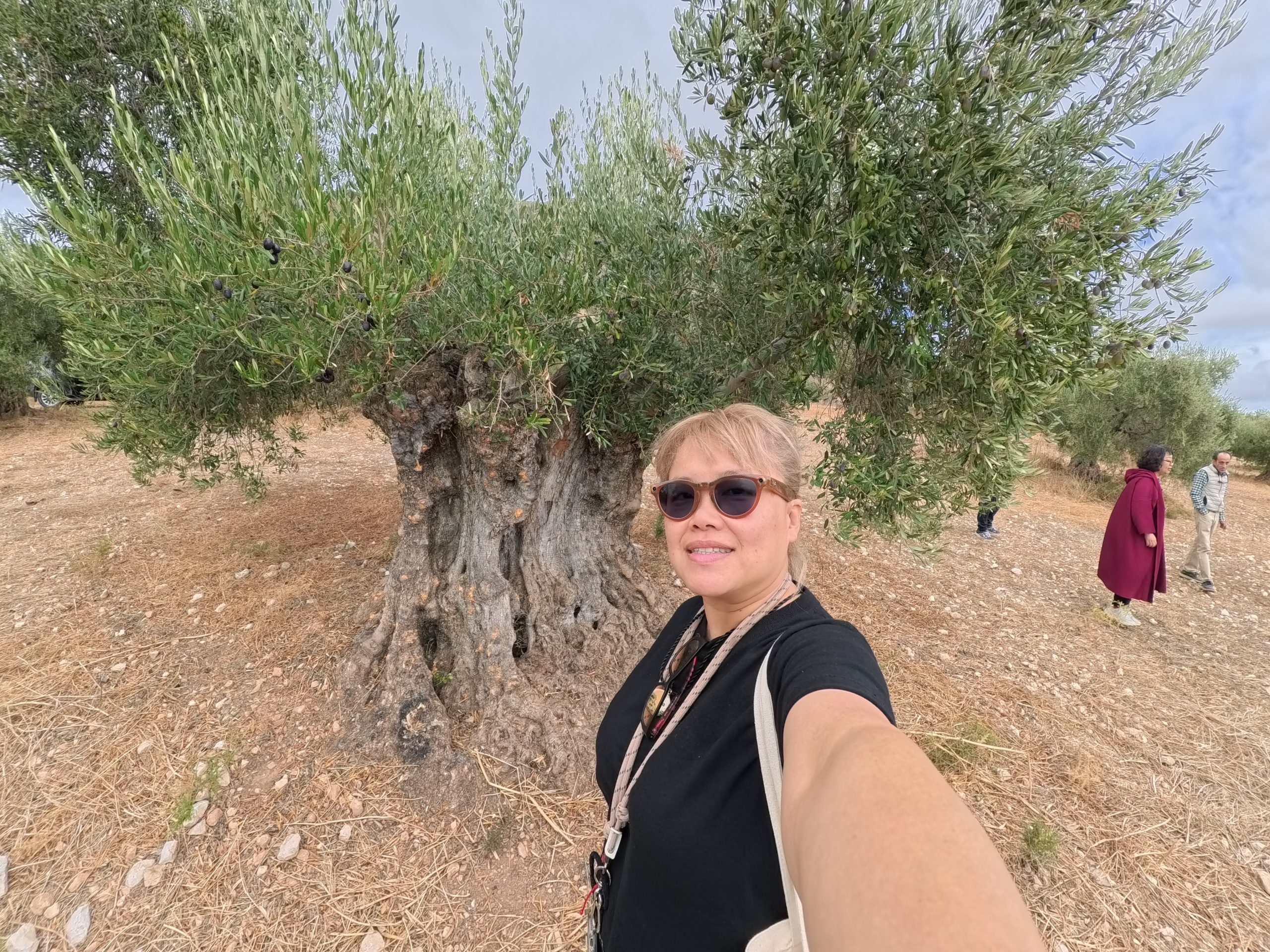 網站近期文章：你喝的那瓶橄欖油，是真的橄欖油嗎？西班牙橄欖油怎麼選，帶你從零讀懂這瓶液態黃金