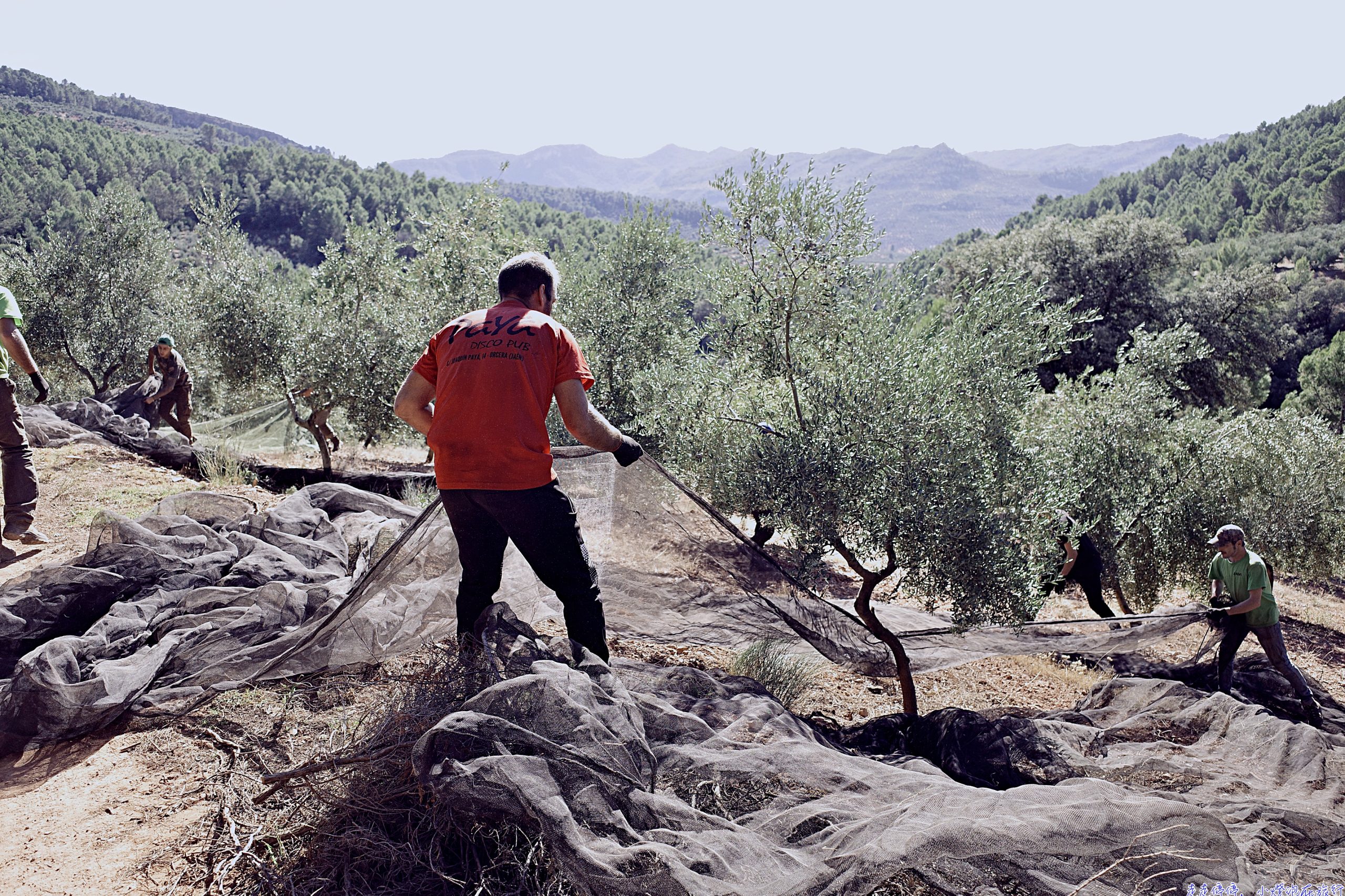 你喝的那瓶橄欖油，是真的橄欖油嗎？西班牙橄欖油怎麼選，帶你從零讀懂這瓶液態黃金