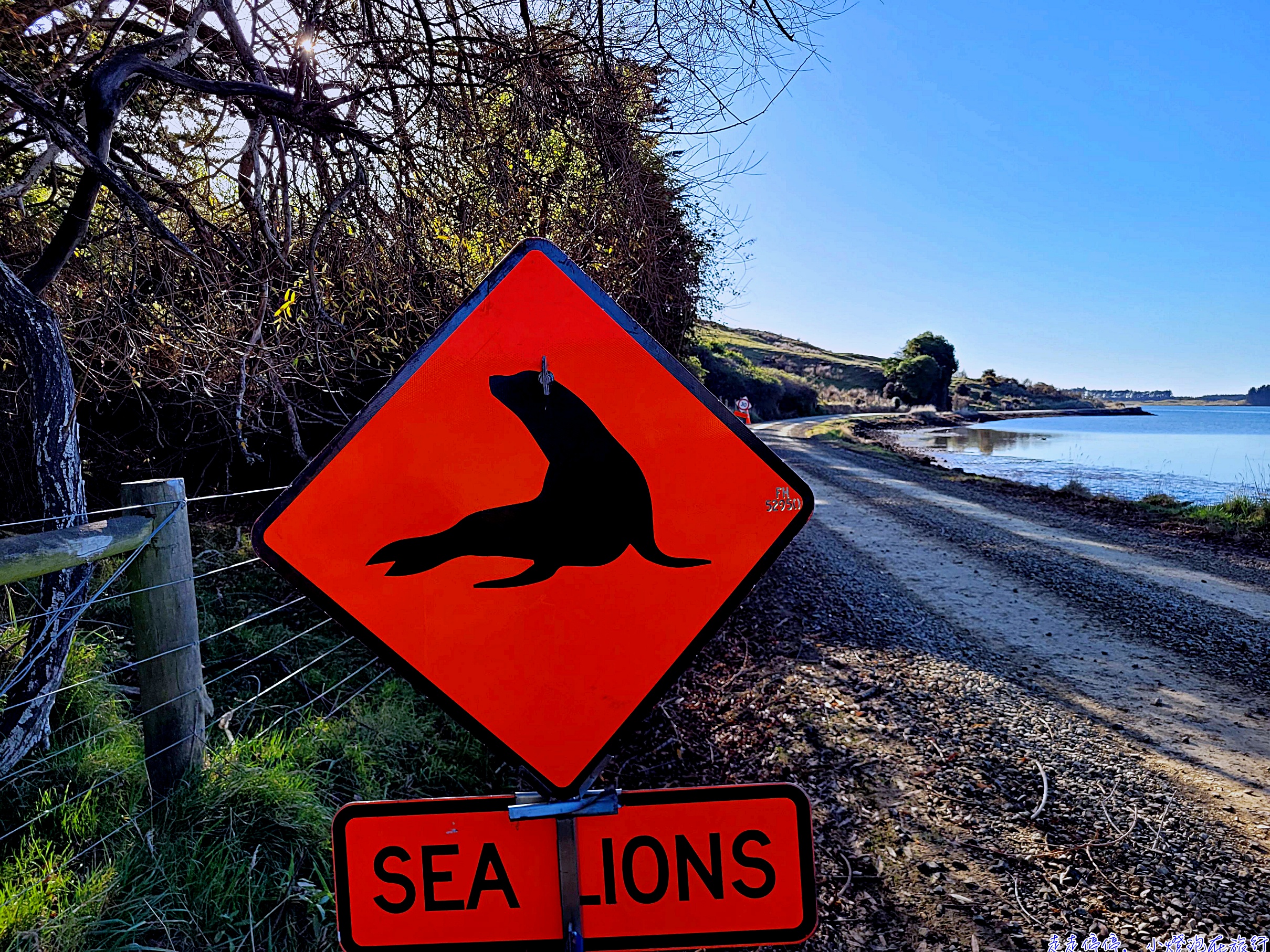 但尼丁：南半球愛丁堡之外，更是全球生態旅遊絕佳天堂｜Otago Peninsula 野生動物深度指南