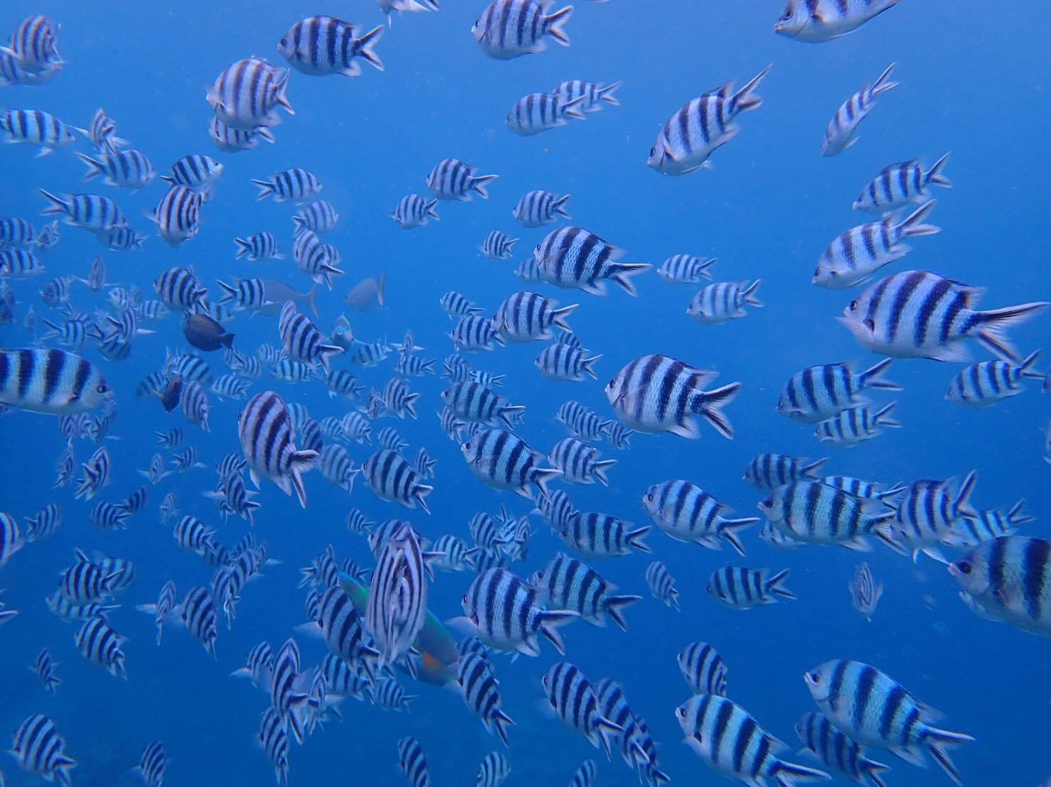 沖繩潛水推薦|My Diving,台灣中文服務、貼心套裝、專業證照教練群,青之洞窟 ・沖繩潛水 ・沖繩浮濳最貼心浮潛/潛水店家 @走走停停,小燈泡在旅行 沖繩潛水推薦|My Diving,台灣中文服務、貼心套裝、專業證照教練群,青之洞窟 ・沖繩潛水 ・沖繩浮濳最貼心浮潛/潛水店家