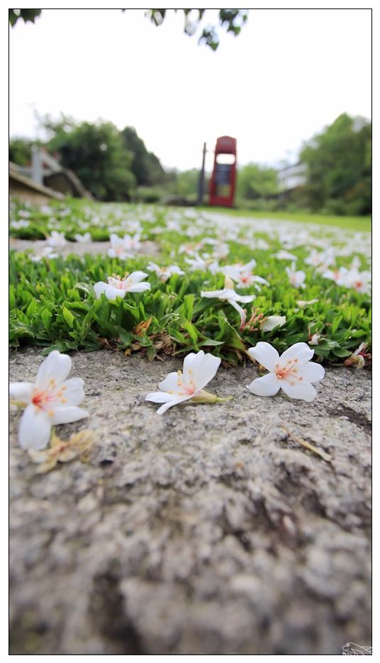 菓風丘上行館・菓風麥芽工房|新竹螢火蟲桐花親子民宿・打開門就有螢火蟲・生態環境美好的大自然寧靜住宿～五指山踏青～