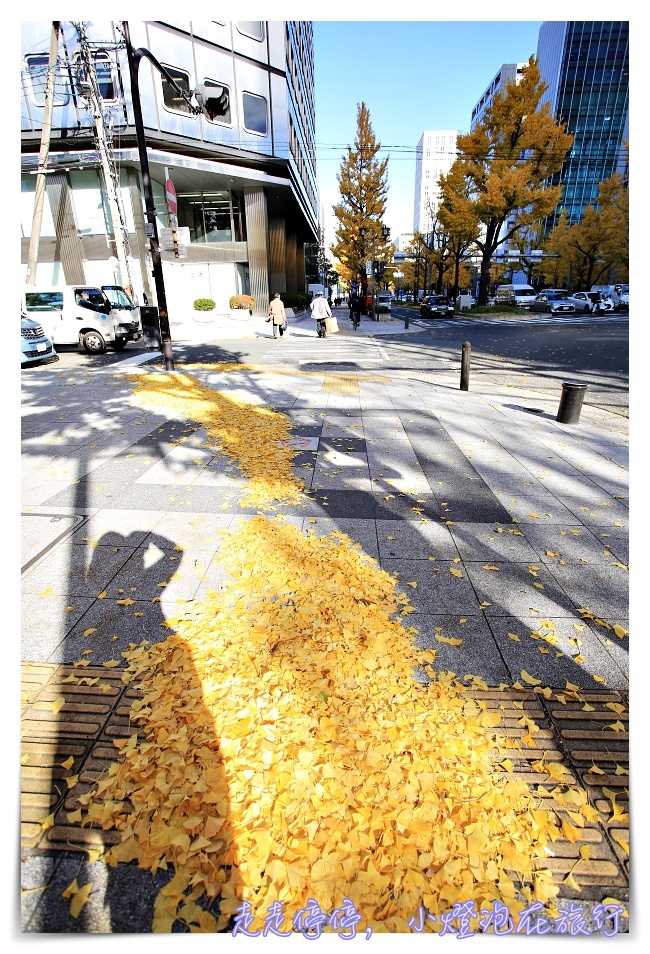 深秋的黃色饗宴｜金黃色大阪御堂筋銀杏大道，走一趟金黃、走一趟心靈～